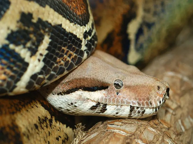 ¿Hay serpientes en Hawai? ¡Sí! 7 especies que puedes encontrar