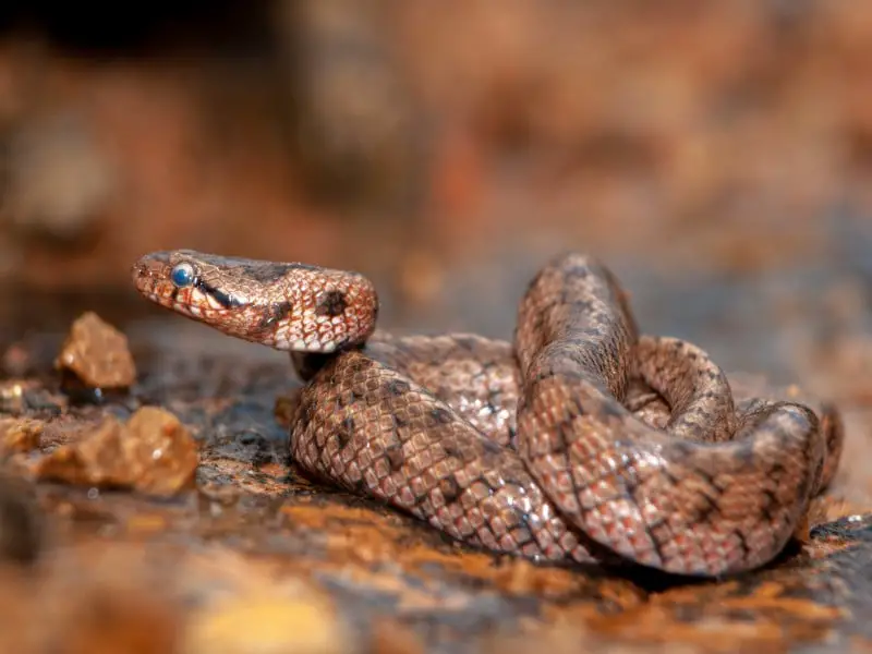 Los 5 reptiles y serpientes más intrigantes de Finlandia