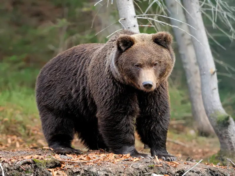 Â¿Son peligrosos los osos? Una guÃ­a completa de las grandes bestias