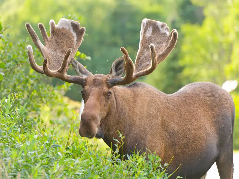 Los 7 animales más peligrosos de Canadá que debes conocer