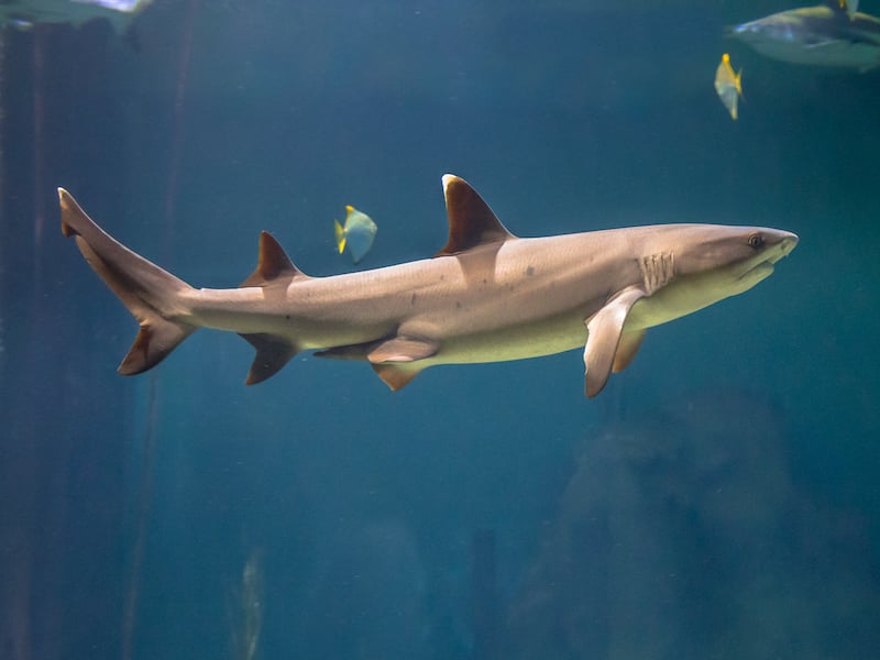¿Hay tiburones en el océano Atlántico? 11 especies que puedes encontrar