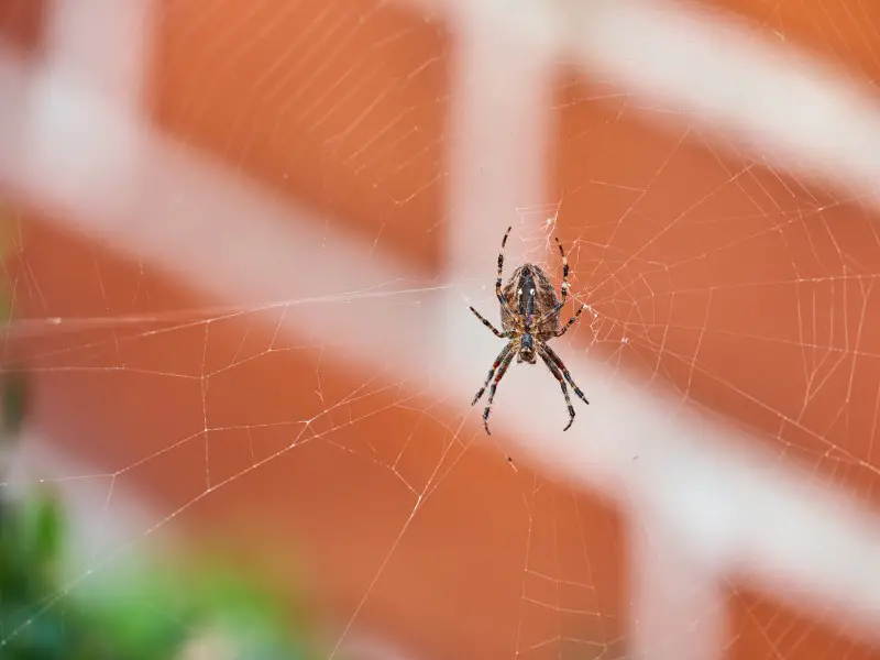 7 arañas asombrosas que puedes ver