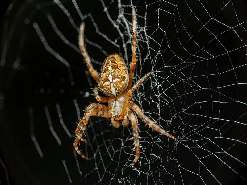 7 especies de arañas encontradas en Portugal