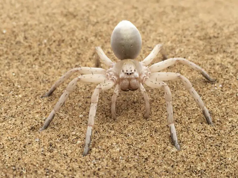 7 especies de arañas encontradas en Portugal