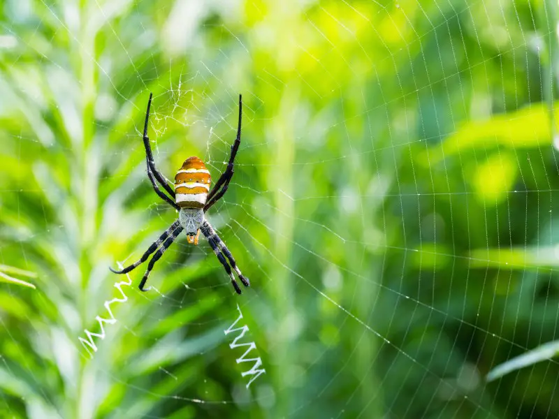 Las 5 arañas más aterradoras y peligrosas de Costa Rica