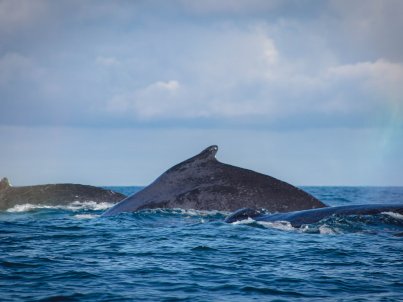 ¿Cuál es el mejor lugar de México para ver ballenas? 5 opciones principales