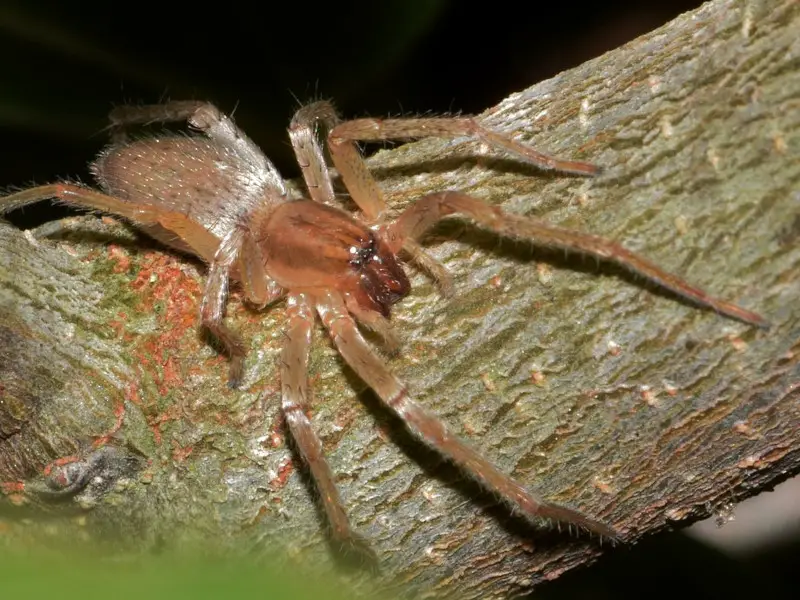 Las 5 arañas más comunes en Vietnam que debes conocer