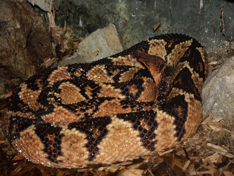 9 serpientes mortales y venenosas en Costa Rica que podrías ver