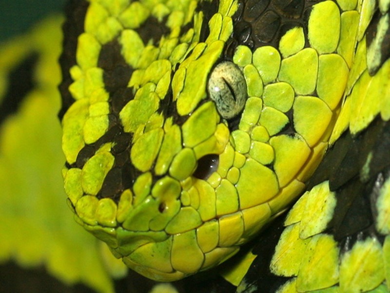 9 serpientes mortales y venenosas en Costa Rica que podrías ver