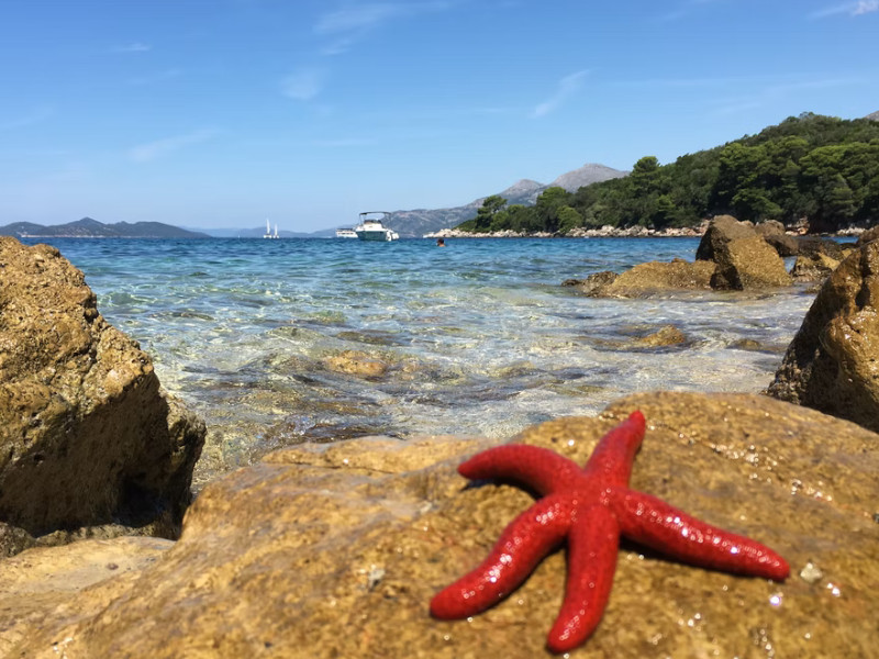 La guía definitiva para hacer esnórquel en Dubrovnik: los 7 mejores lugares