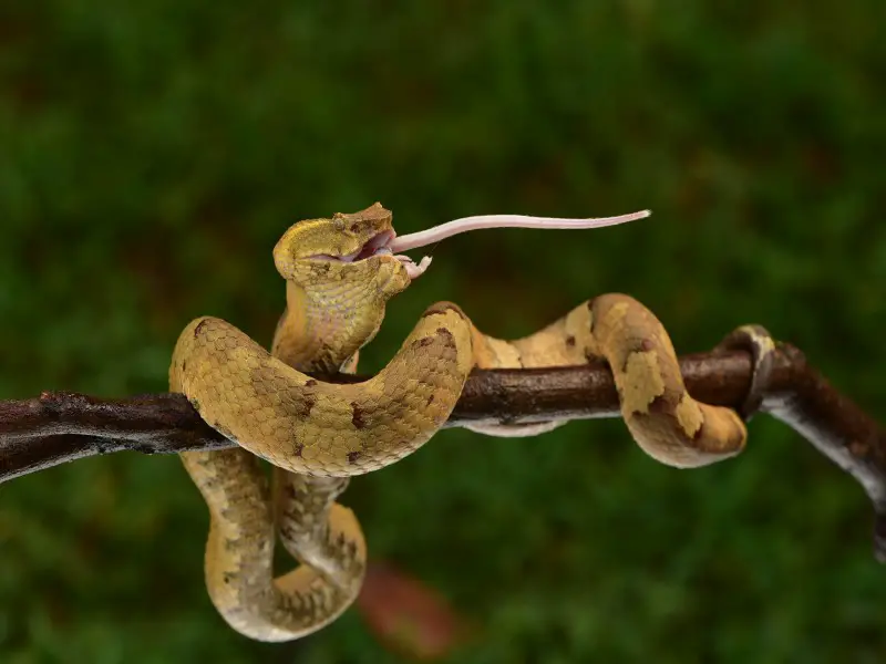 Las 9 serpientes más venenosas de Rusia: evite estas serpientes