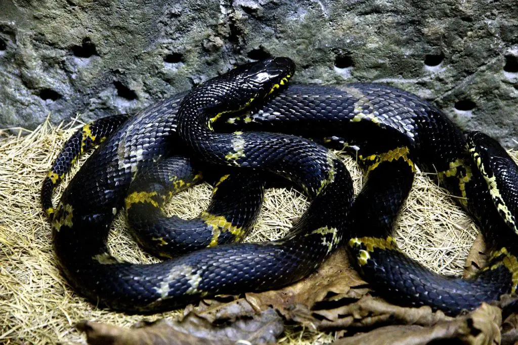 Las 9 serpientes más venenosas de Rusia: evite estas serpientes