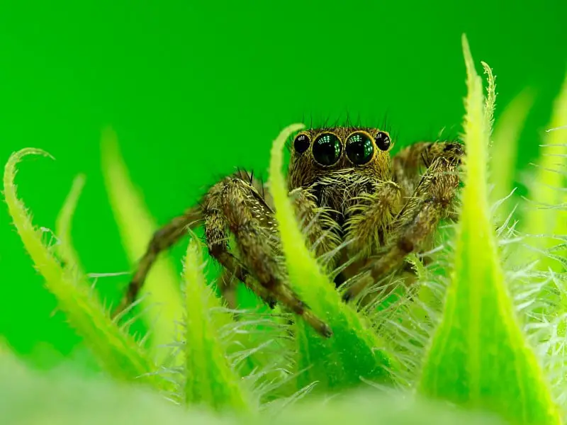 7 arañas comunes que puedes encontrar en Florida