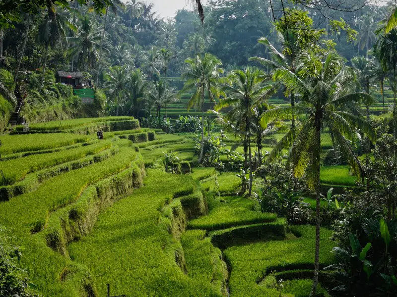 Cómo viajar entre islas de Indonesia