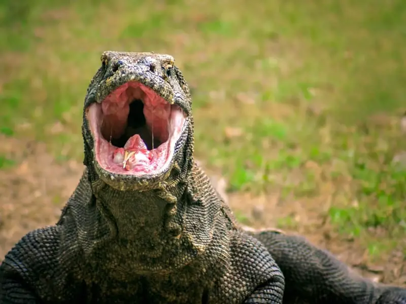 Los 7 animales más peligrosos que puedes encontrar en Indonesia