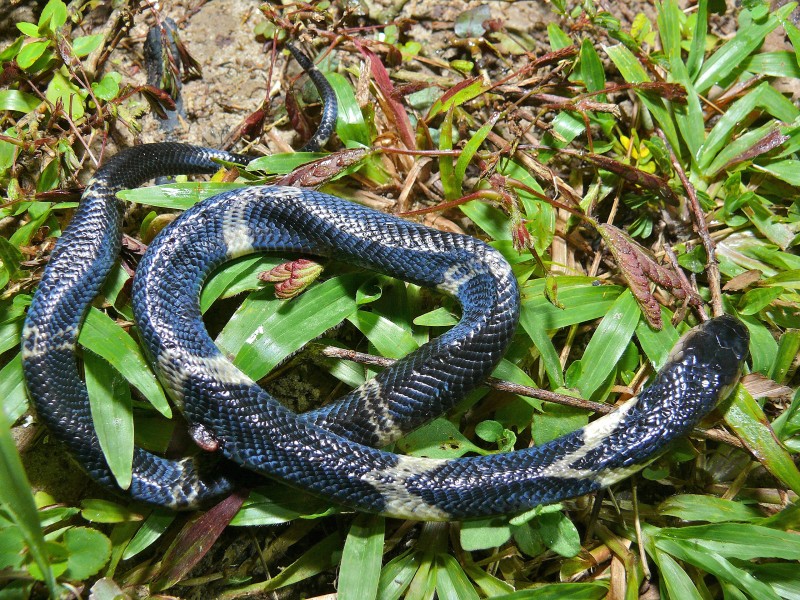 9 de las serpientes más venenosas de Filipinas que debes conocer
