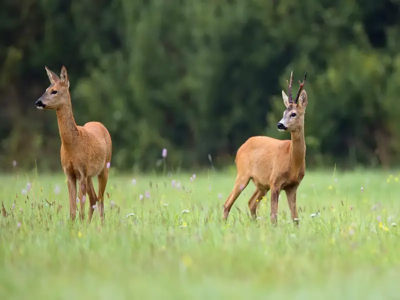 Los 8 animales más peligrosos de Indiana: guía de vida silvestre