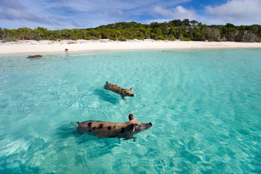 Las mejores islas del Caribe para la aventura: ¡el paraíso para los amantes de las emociones fuertes!