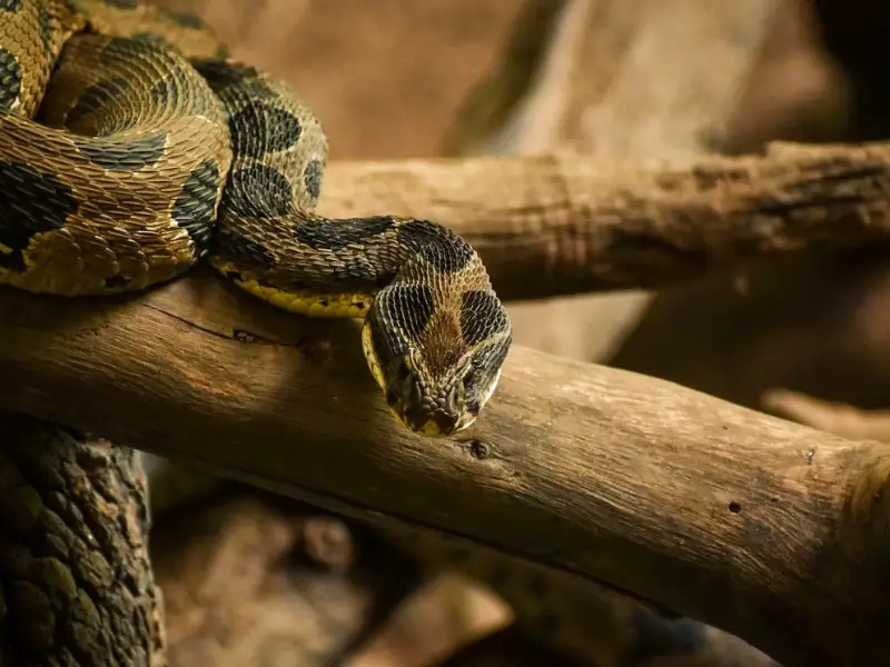 5 serpientes venenosas en Kentucky