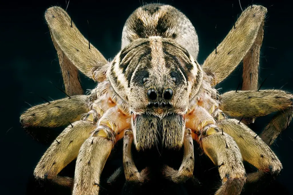 ¡Arañas comunes y mortales en México que puedes encontrarte durante las vacaciones!