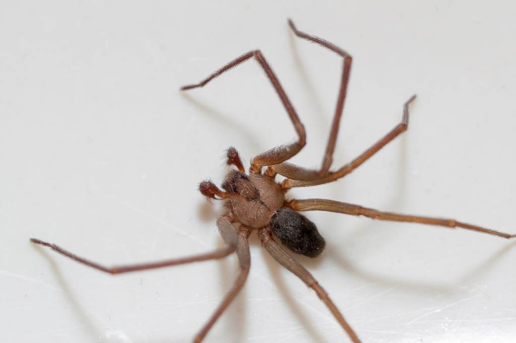 Arañas comunes y mortales que podrías encontrar