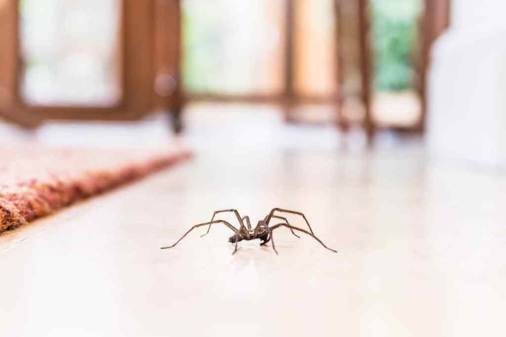 ¡Arañas comunes y mortales en Jamaica que podrías encontrar!