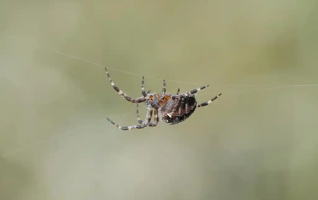 ¡Arañas comunes y peligrosas en Francia que podrías conocer durante las vacaciones!