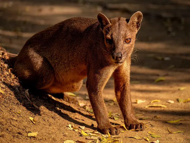 Animales peligrosos en Madagascar: 7 especies a evitar
