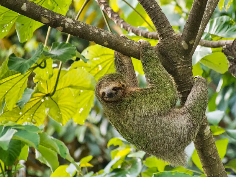 Los 9 animales más raros encontrados en la selva amazónica