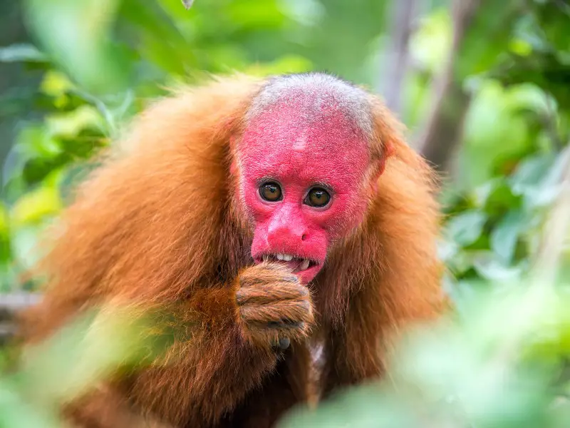 Los 9 animales más raros encontrados en la selva amazónica