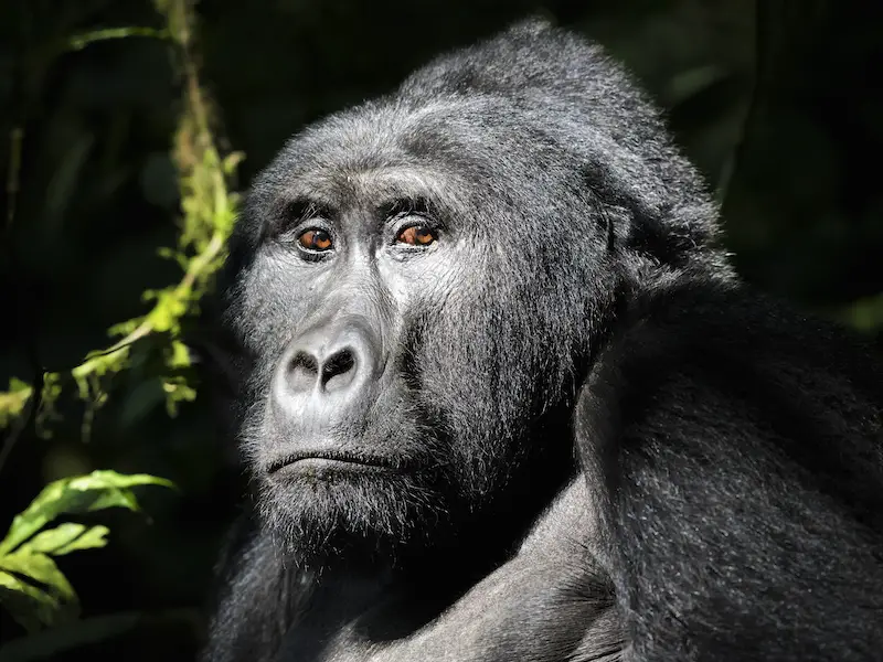 8 mejores lugares de África para ver gorilas en libertad