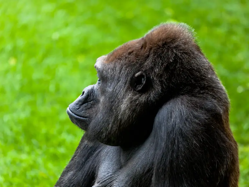 8 mejores lugares de África para ver gorilas en libertad
