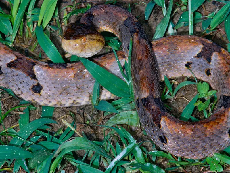 Las 7 Serpientes Más Peligrosas de Argentina (Serpientes Venenosas)