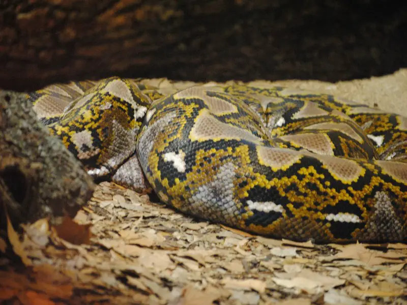 Las 7 Serpientes Más Peligrosas de Argentina (Serpientes Venenosas)