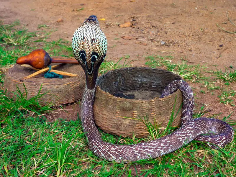 7 de las serpientes más venenosas de Sri Lanka a tener en cuenta