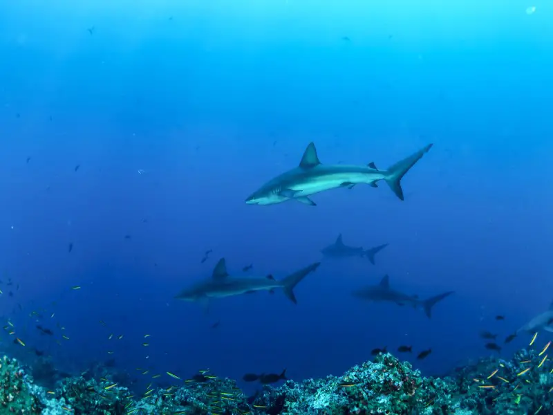 ¿Hay tiburones en el Mar Rojo? 7 especies a tener en cuenta