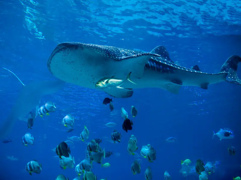 ¿Hay tiburones en el Mar Rojo? 7 especies a tener en cuenta