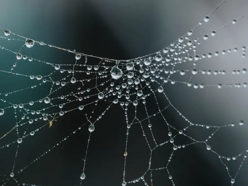 Las 5 arañas más peligrosas de Sudáfrica que debes conocer