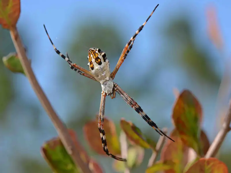 7 arañas en Argentina que tienen un mordisco poderoso