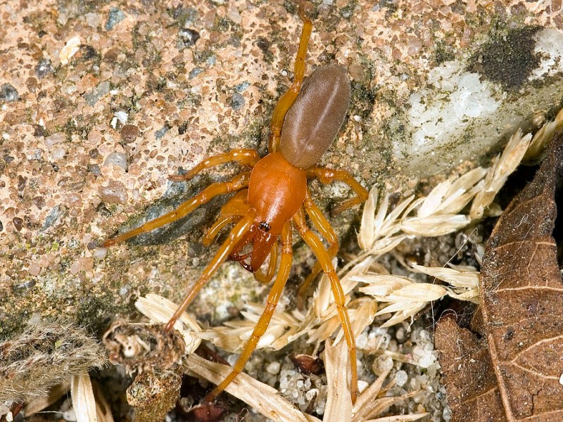 11 de las arañas más comunes en Nueva Zelanda a tener en cuenta