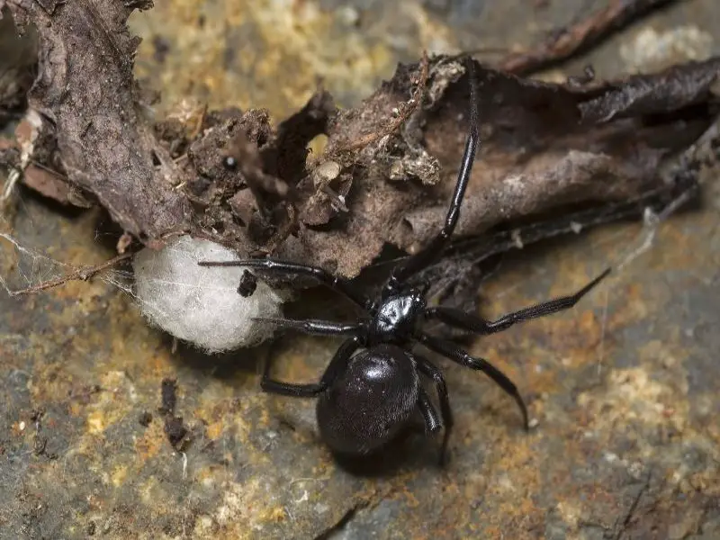11 de las arañas más comunes en Nueva Zelanda a tener en cuenta