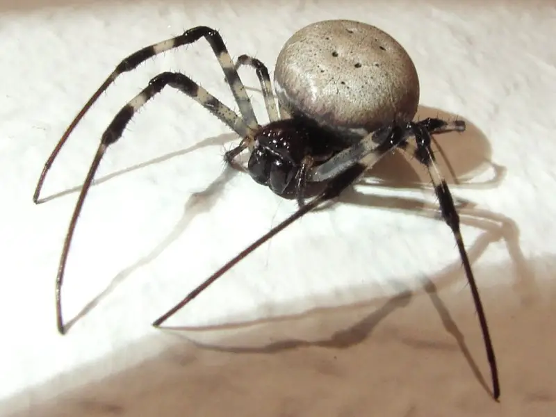 Las 5 arañas más increíbles de Sri Lanka que debes conocer