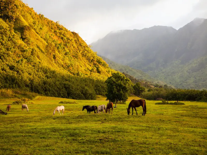 Una guía de la mejor isla hawaiana