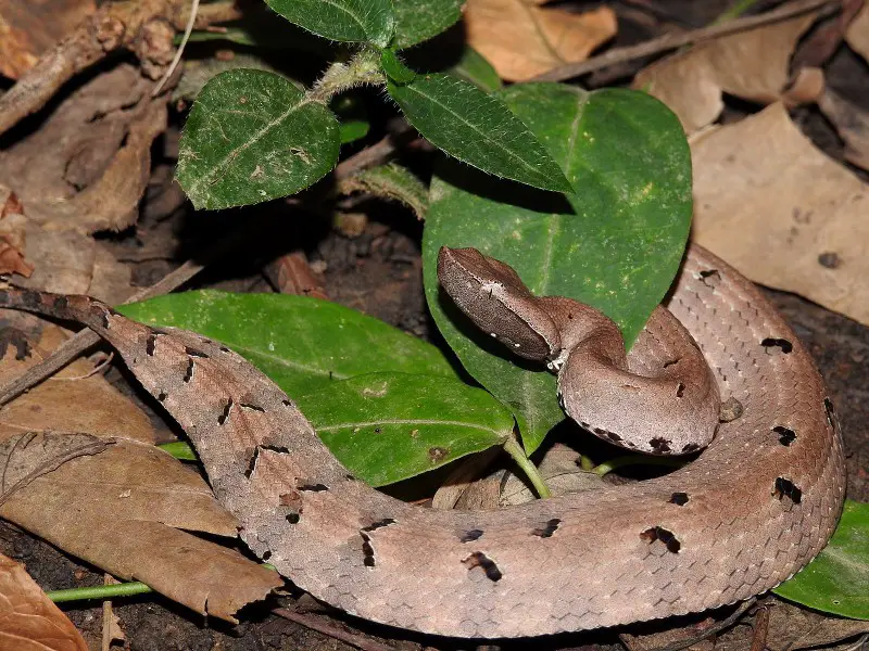 7 de las serpientes más venenosas de Sri Lanka a tener en cuenta
