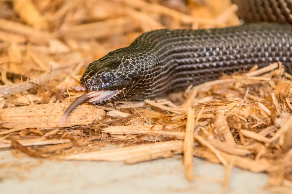 Serpientes comunes y venenosas en México, ¡cómo evitarlas y lo que necesitas saber!