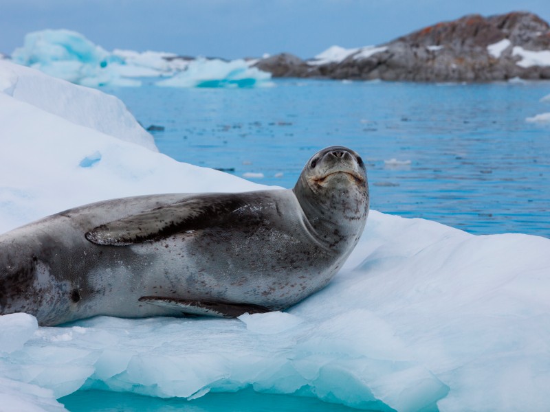 Los 6 animales más peligrosos de la Antártida