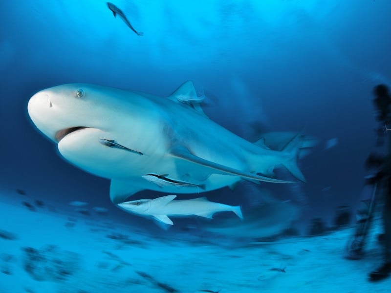 ¿Hay tiburones en Australia? 7 especies que podrías encontrar