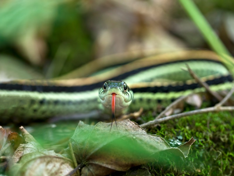 13 especies de serpientes a tener en cuenta