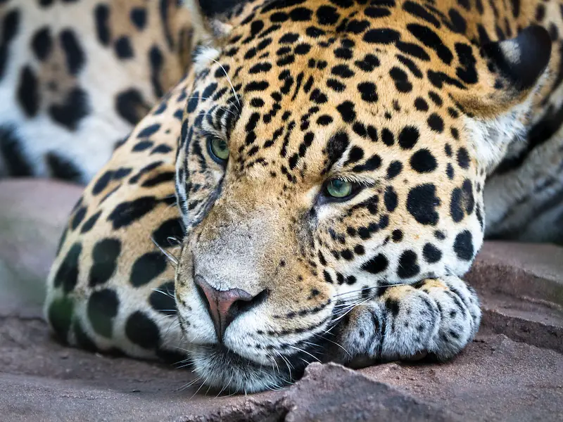 Animales peligrosos en Guatemala: 7 especies a evitar