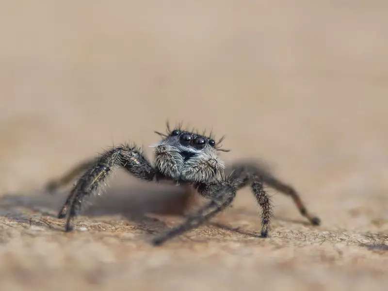Una guía de las 5 arañas más interesantes de Dinamarca